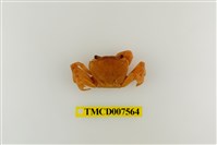 藏品(拉氏清溪蟹)的圖片